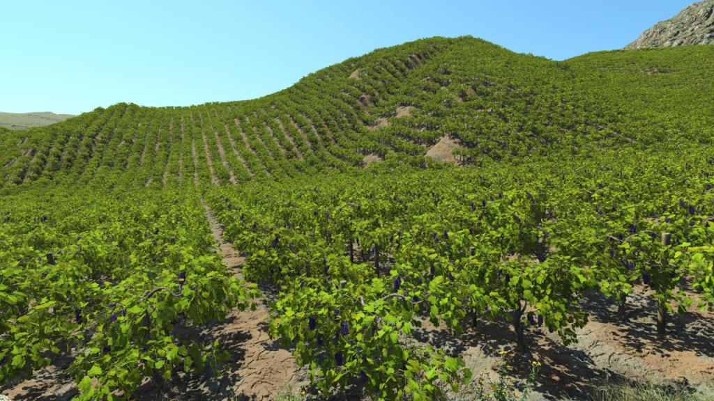Grape Vine
