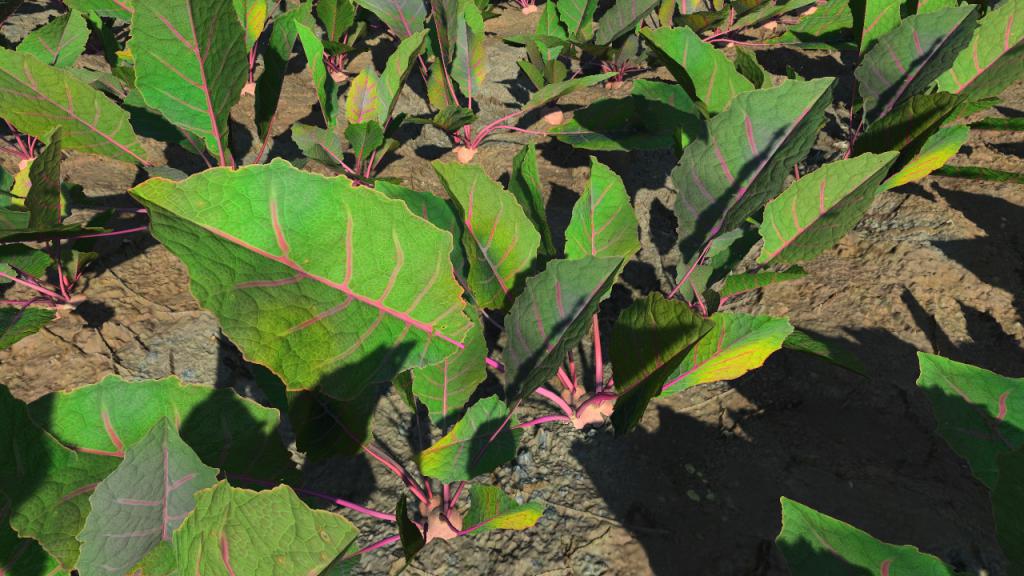 Beetroot