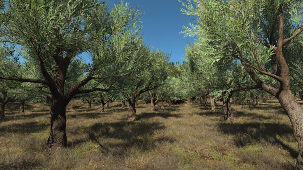 Olive Trees
