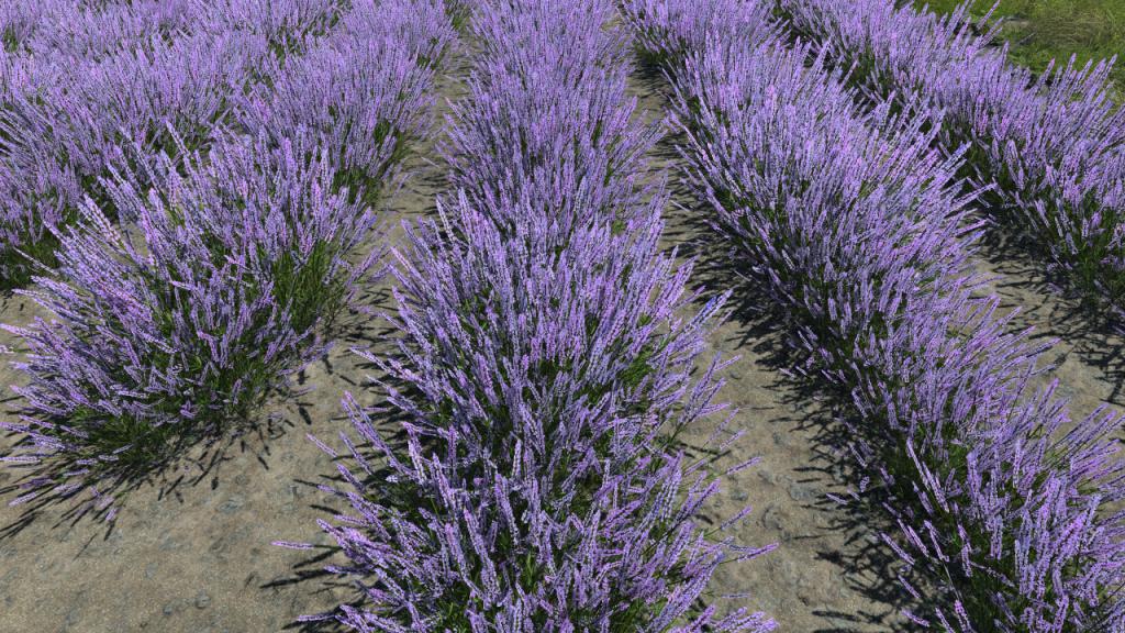 Lavender