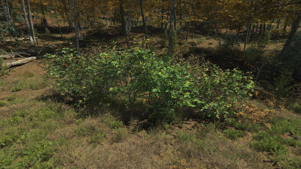 Rosehip Bushes