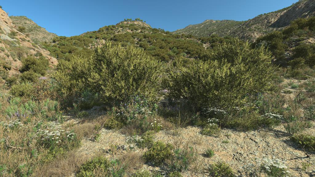 Laurel Wild Bushes