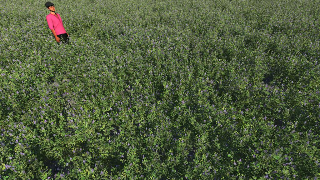 Alfalfa