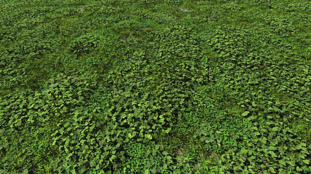 Grass