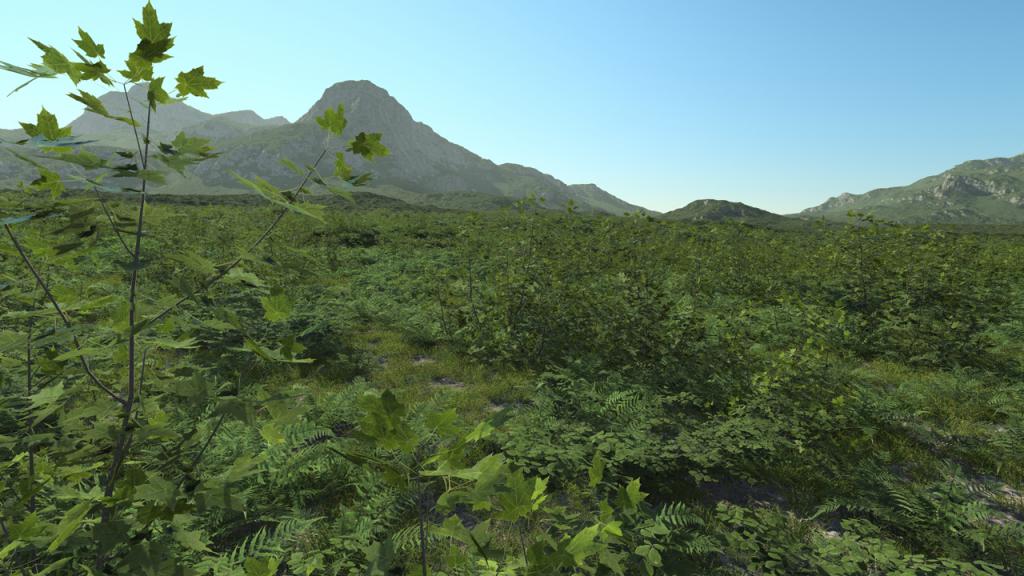 Bushes