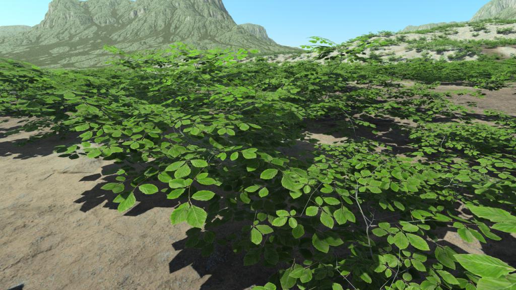 Beech Bushes