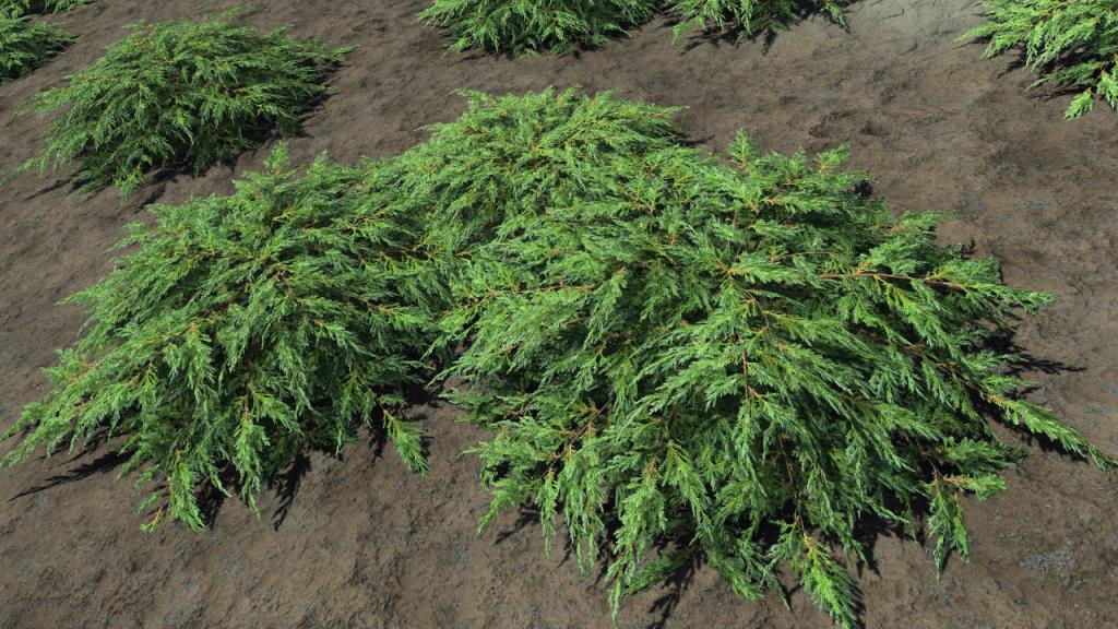 Junipers