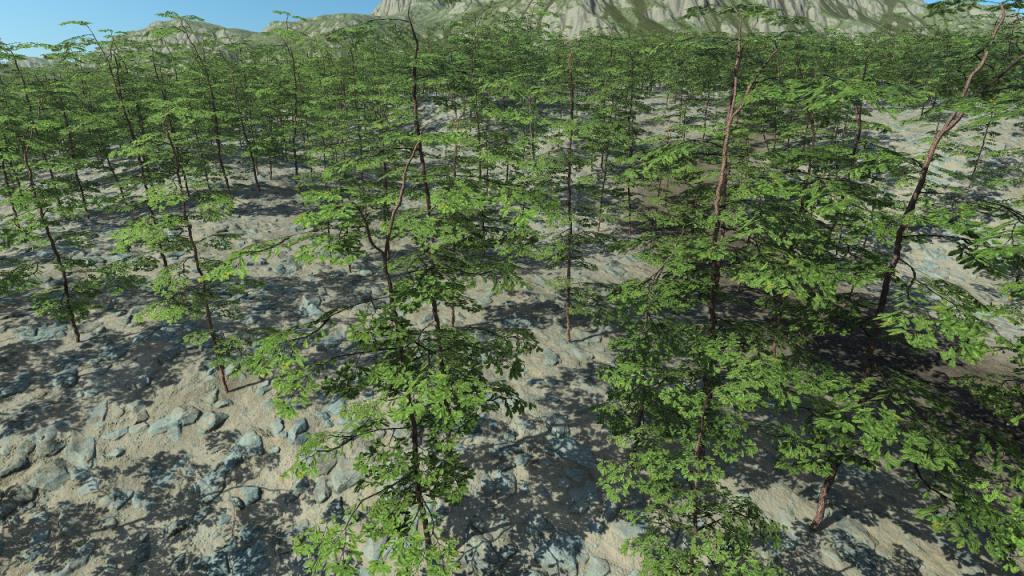 Oak Tree Saplings