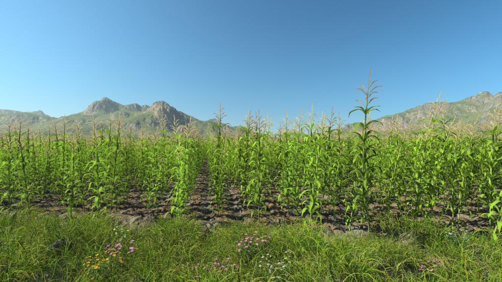 Maize