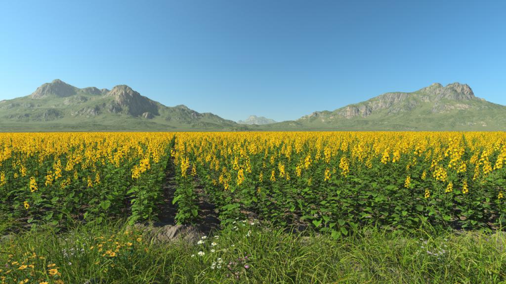 Rapeseed
