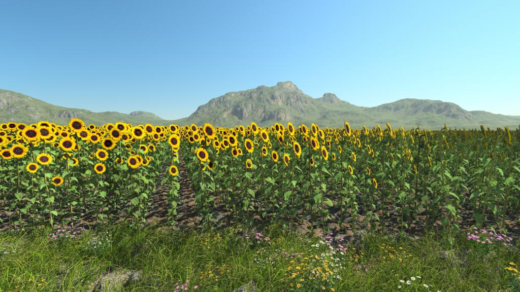 Sunflower