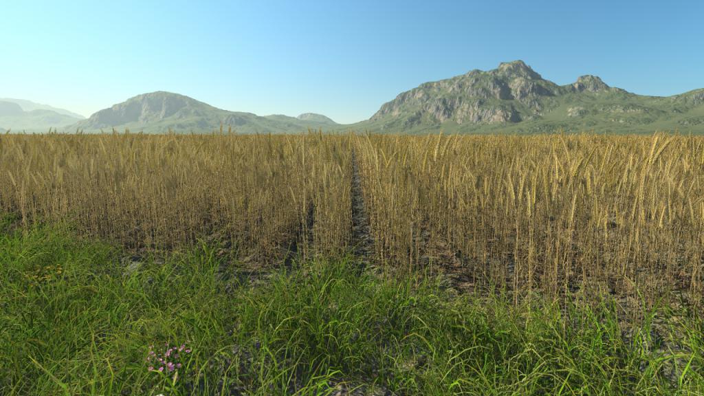 Wheat
