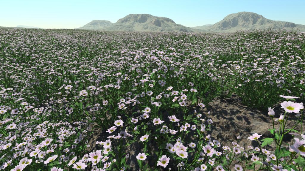 Chrysanthemum A