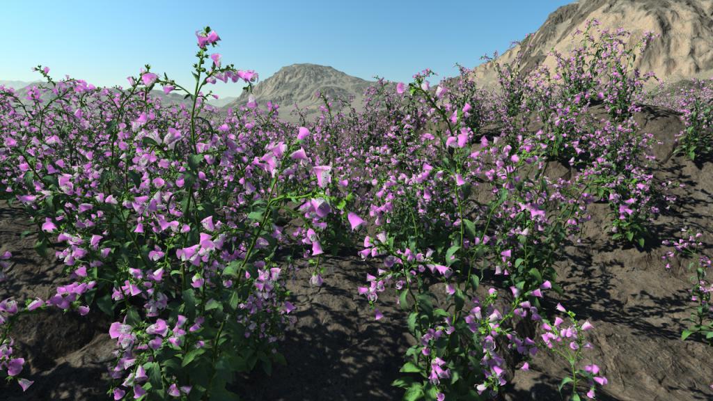 Foxgloves A