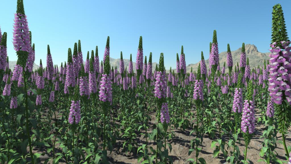 Foxgloves B