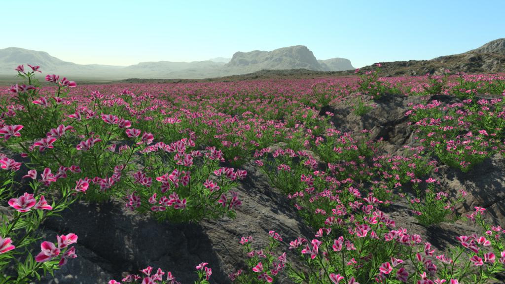 Godetia