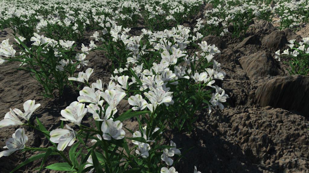 Lilies