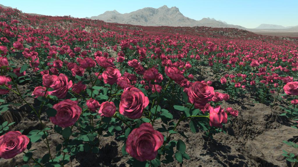Rosebushes