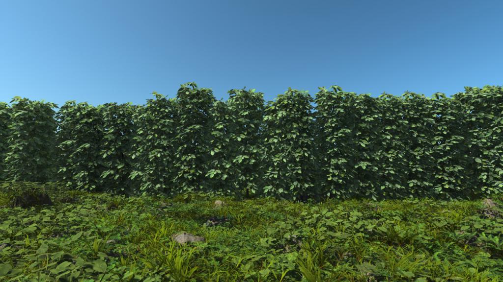 Hornbeam Hedge 1