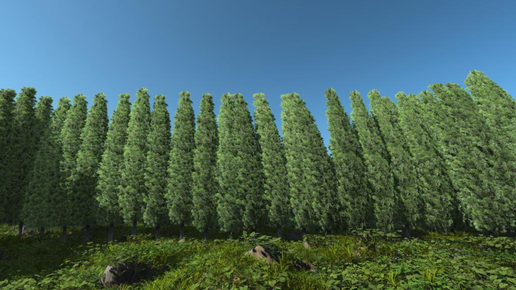 Thuja Hedge 2