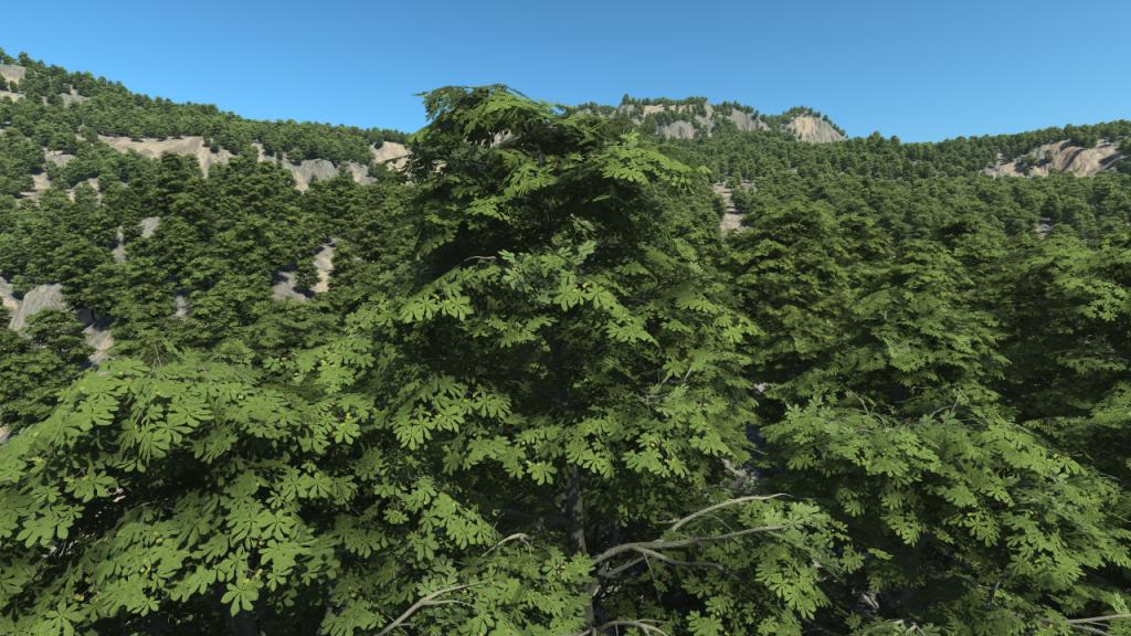 Chestnut Trees