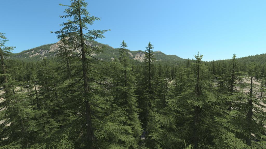 Fir Trees
