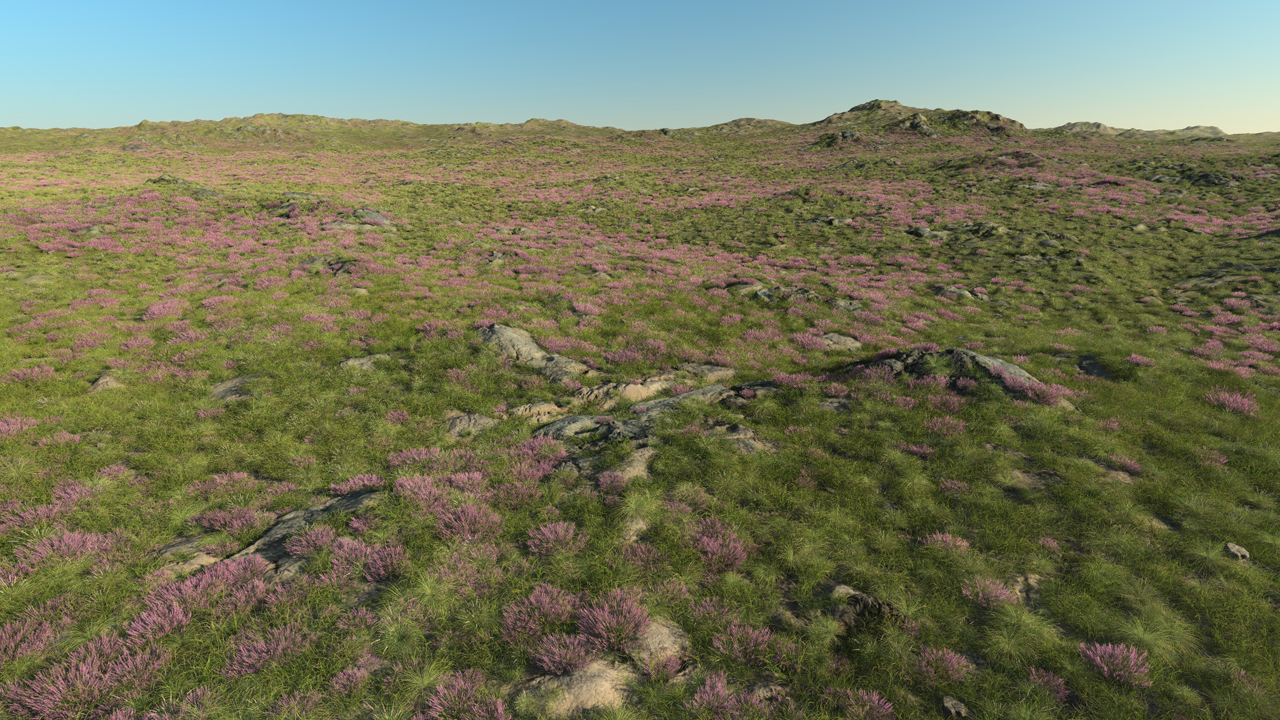 Flowering heath_0