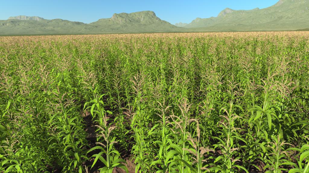 Maize
