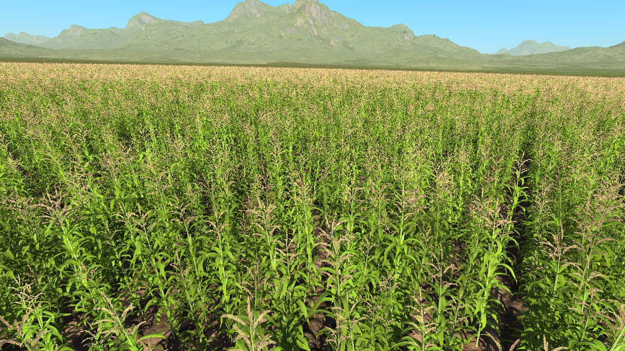 Maize_1
