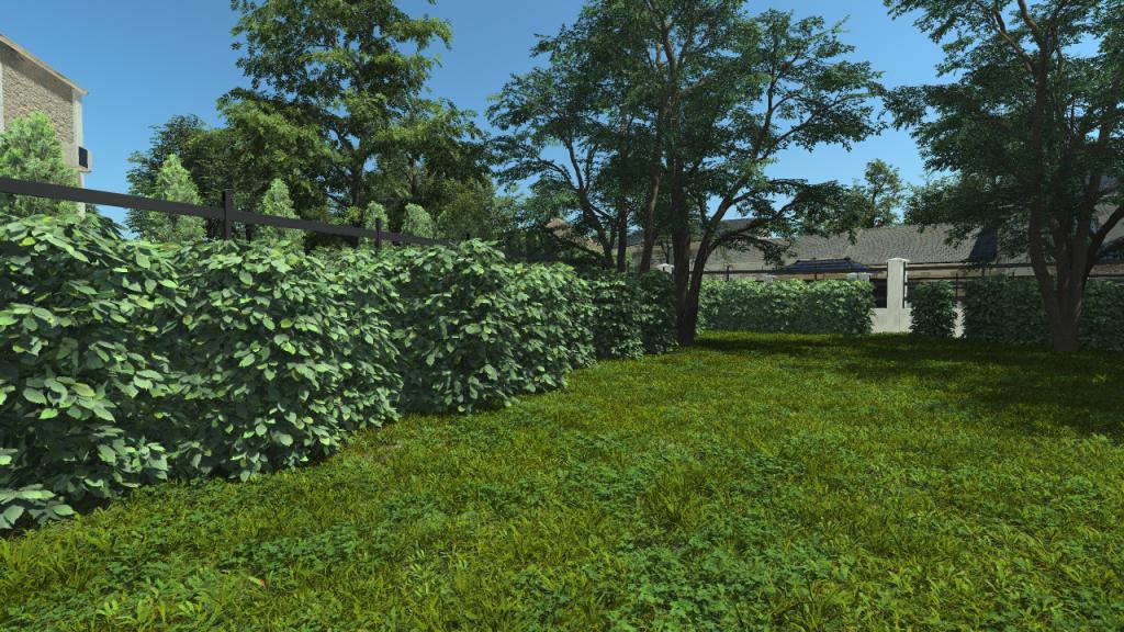 Hornbeam Hedge