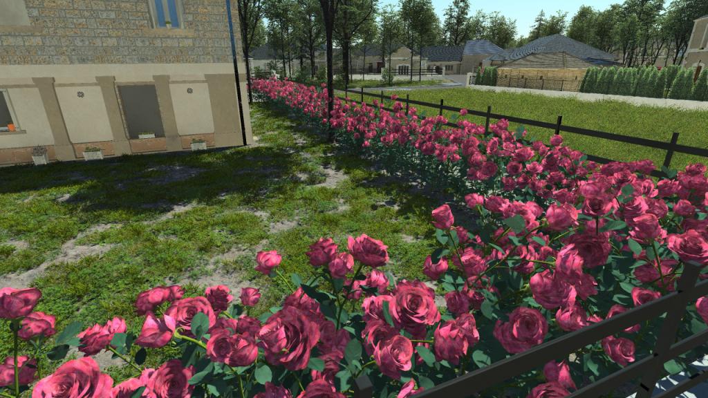 Rosebushes Hedge