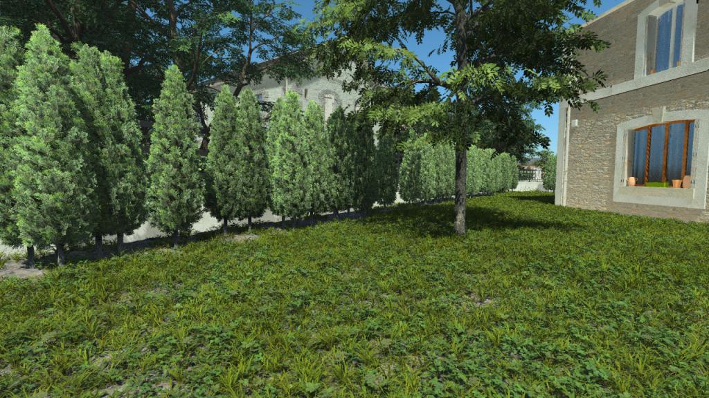Thuja Hedge