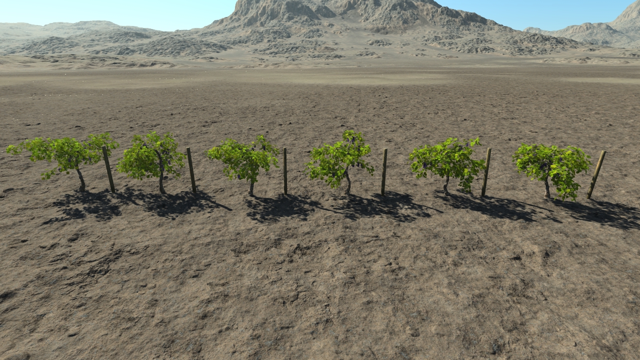 Grape vines_3