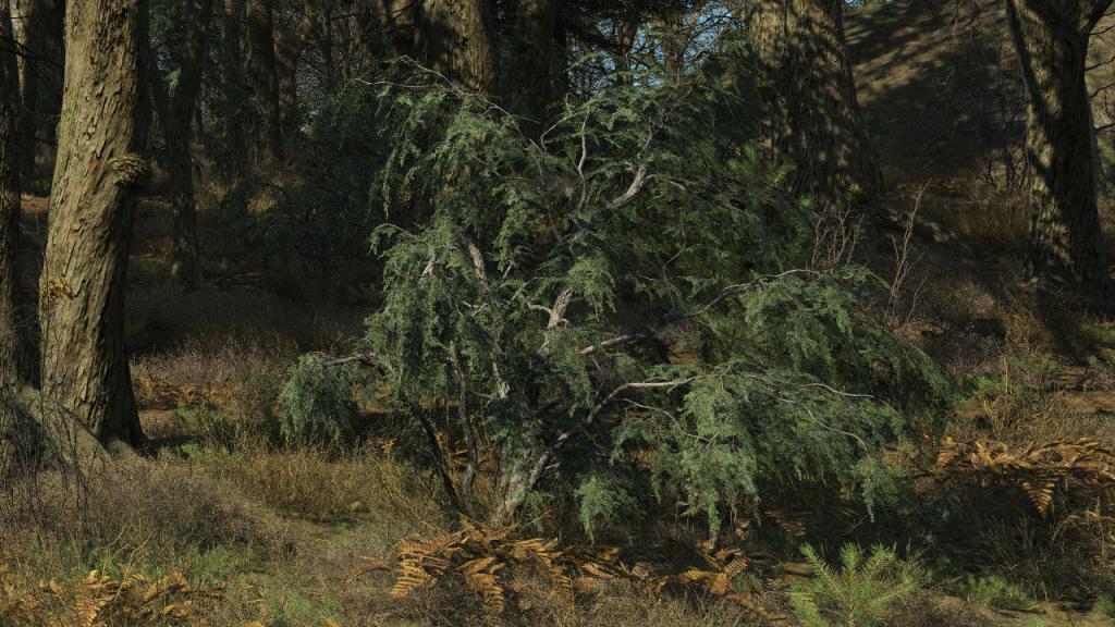 Wild Junipers