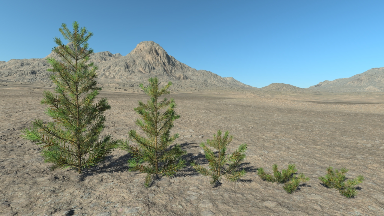 All seasons pine saplings_6