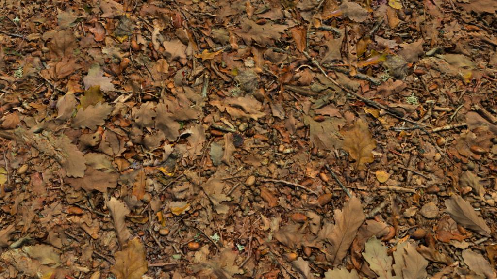 Forest Grounds With Dry Leaves