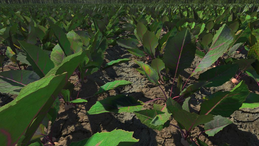 Grown beetroots