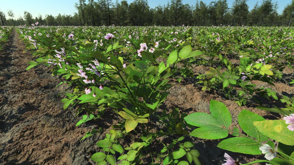 Grown potatoes