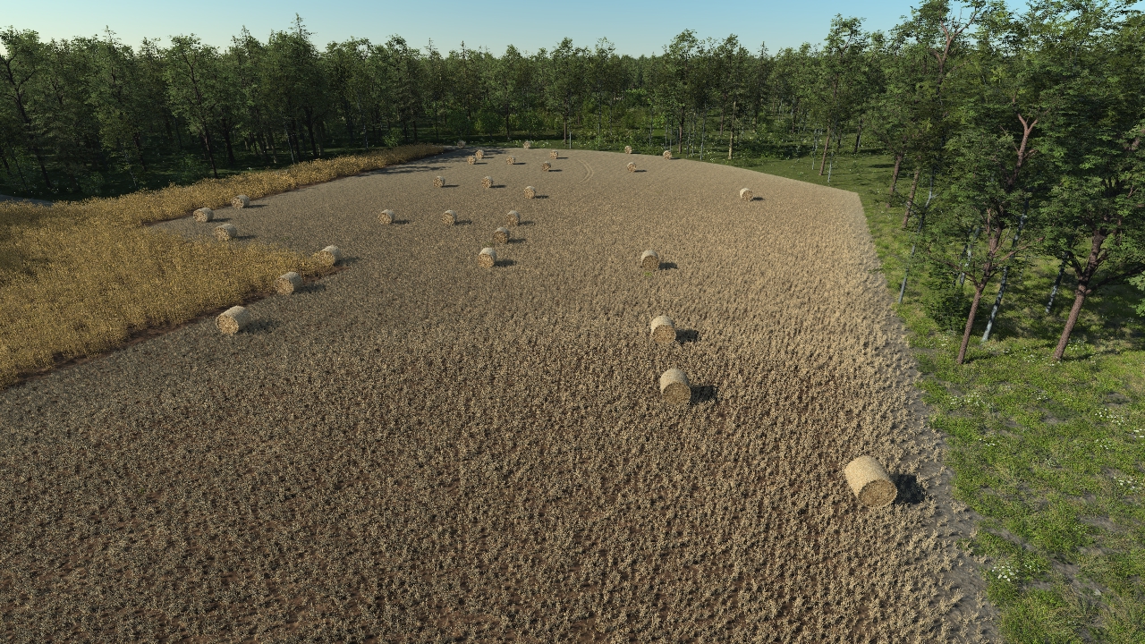 Harvested wheat_2