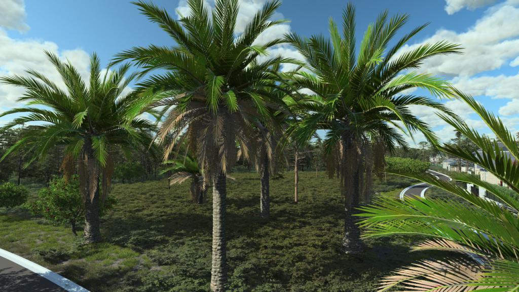 Canary palm trees