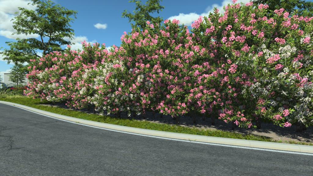 Flowery laurel bushes
