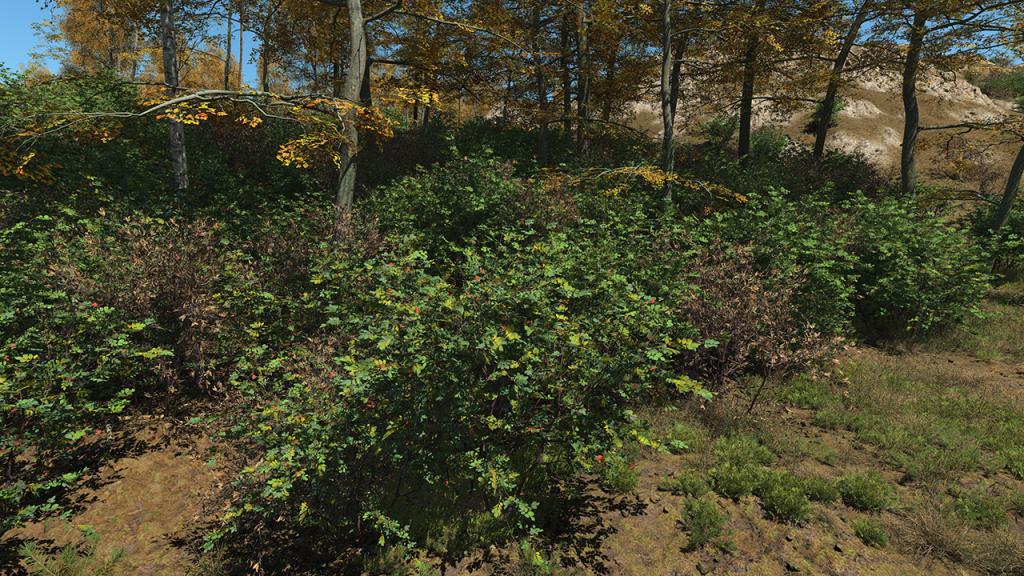 Rosehip