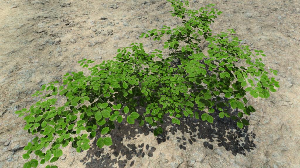 Summer beech bushes