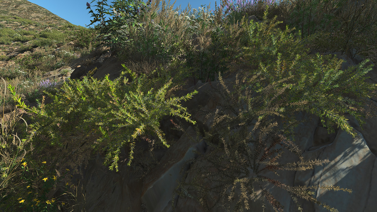 Rosemary_2