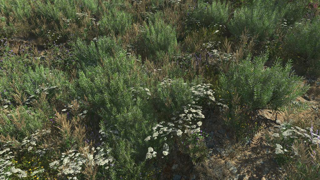 Olive Bushes
