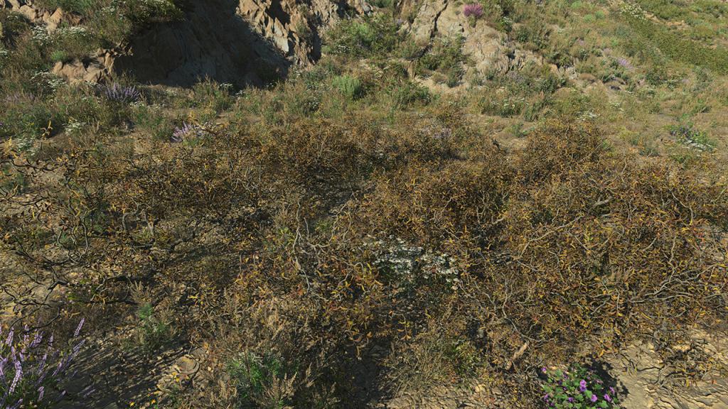 Dry Bushes