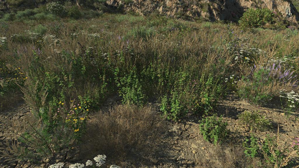 Wild Mint