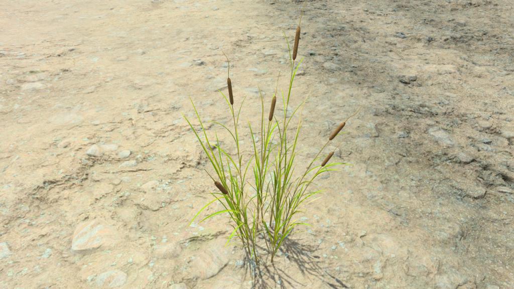 Cattails in summer