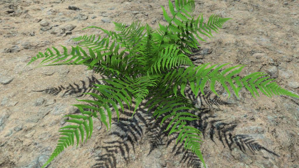 Summer ferns