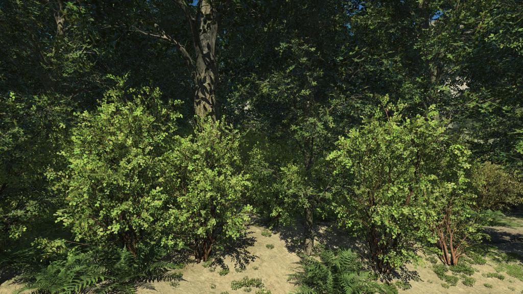 Hazel Bushes